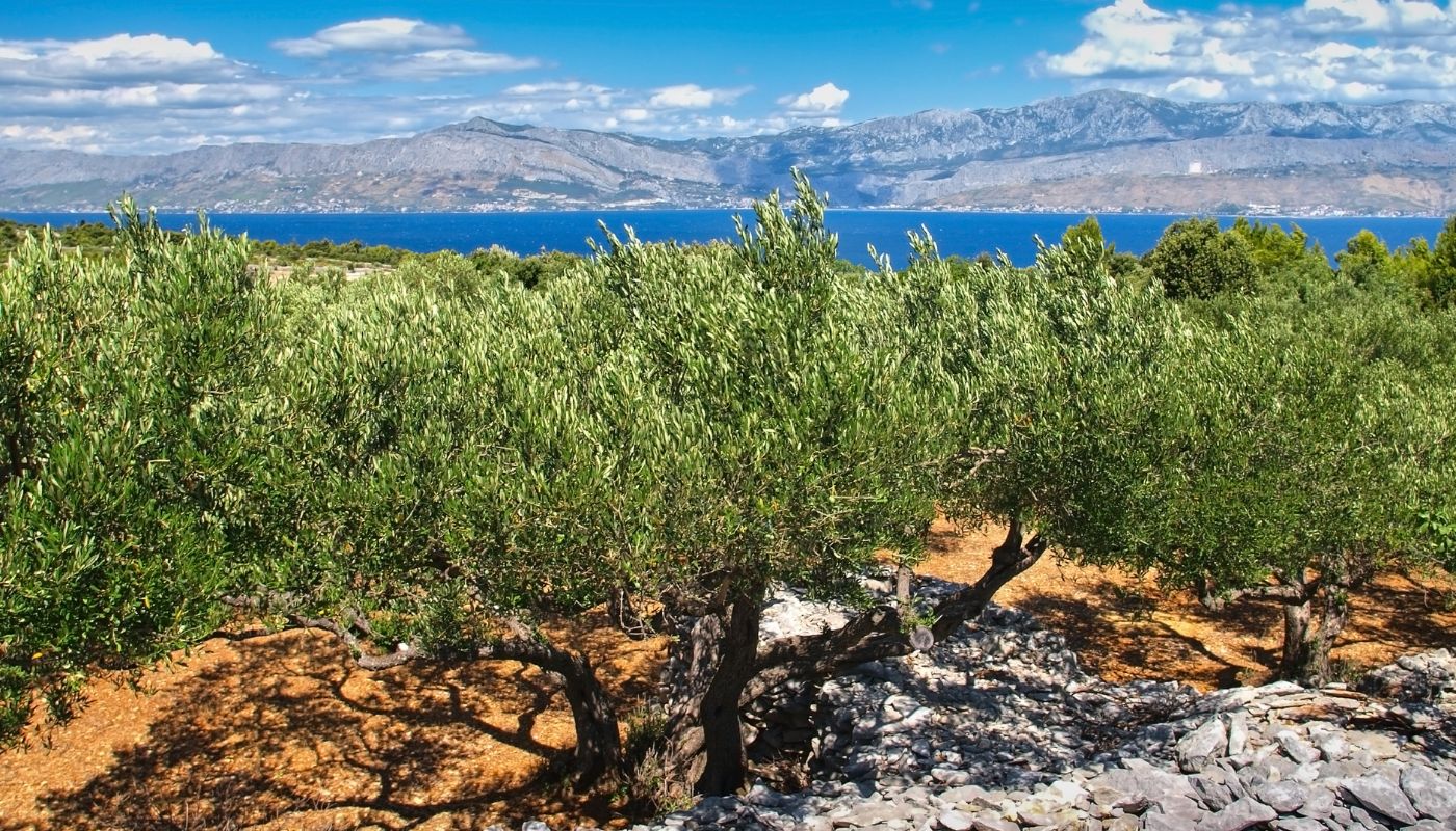 Olive trees