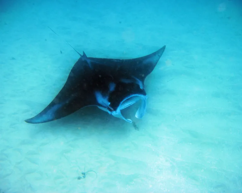 Manta Ray