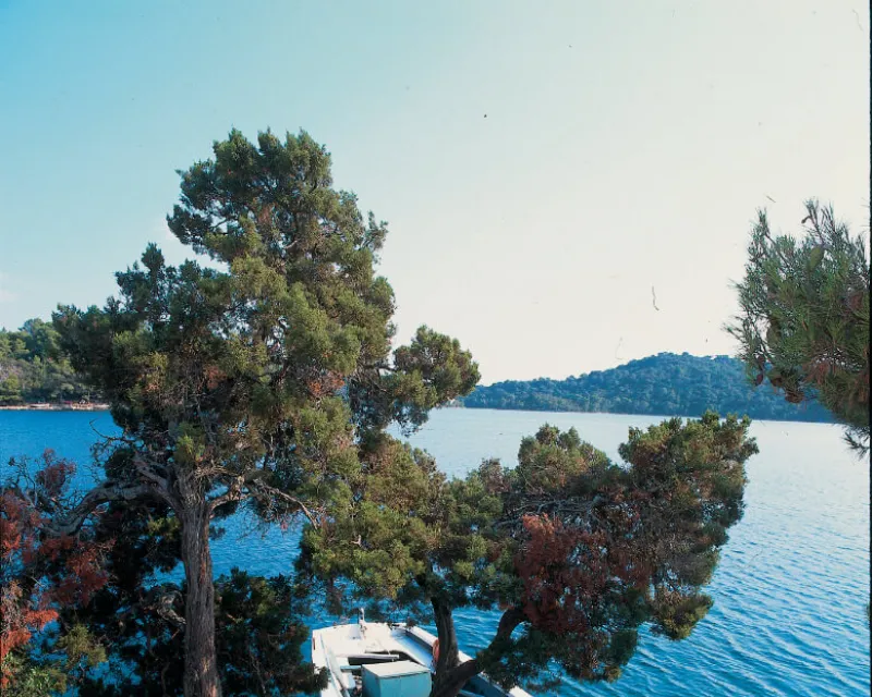 Mljet