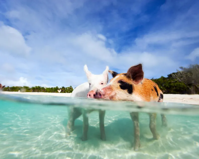 Pig Beach