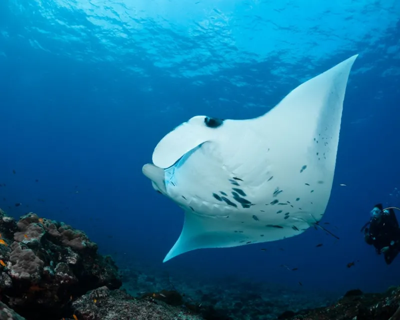 Manta dive, Maldives