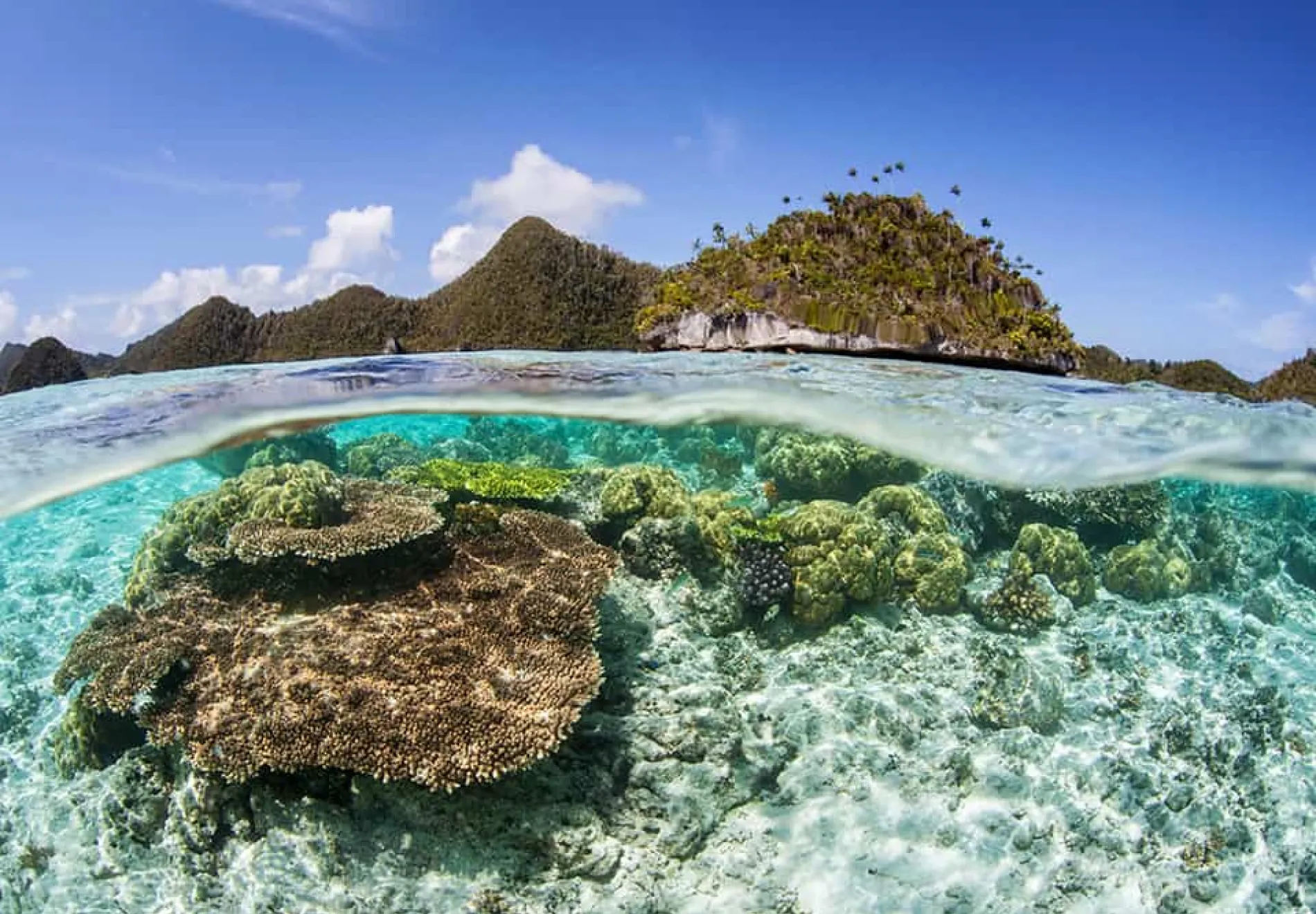 Coral-Reef-and-Limestone-Islands-in-Raja-Ampat