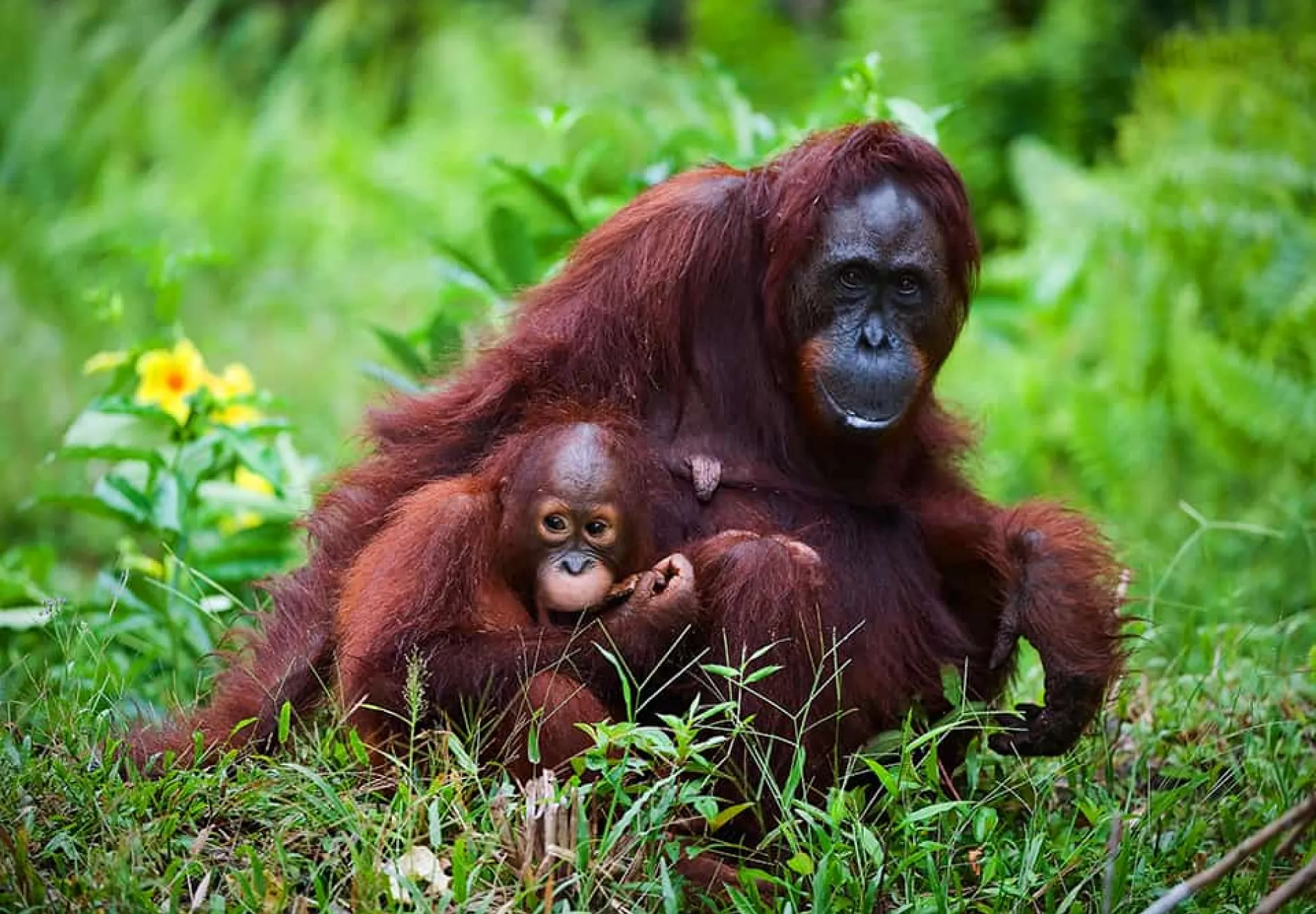 Female-orangutan-with-the-baby-on-a-grass