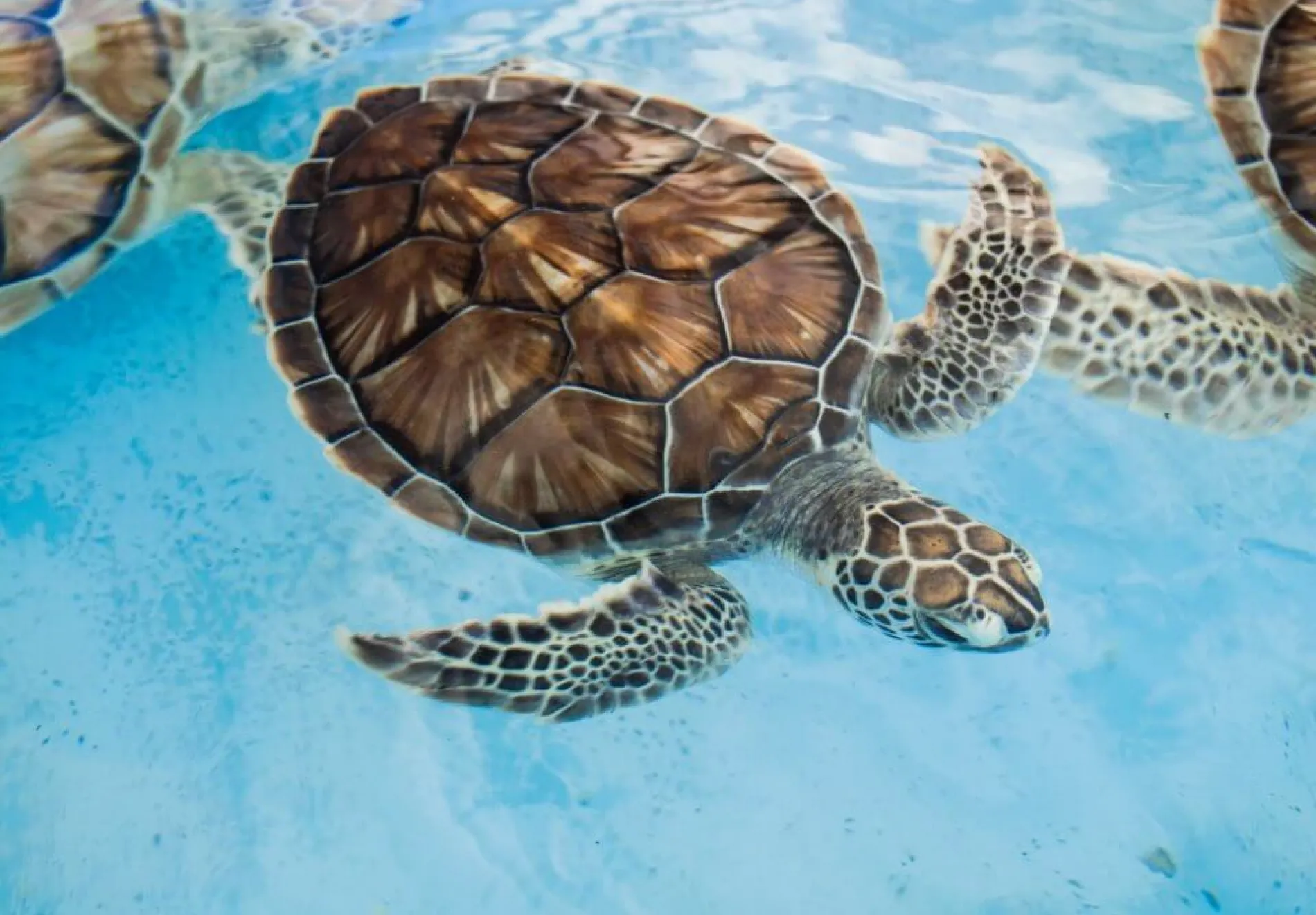 Green-Sea-Turtle