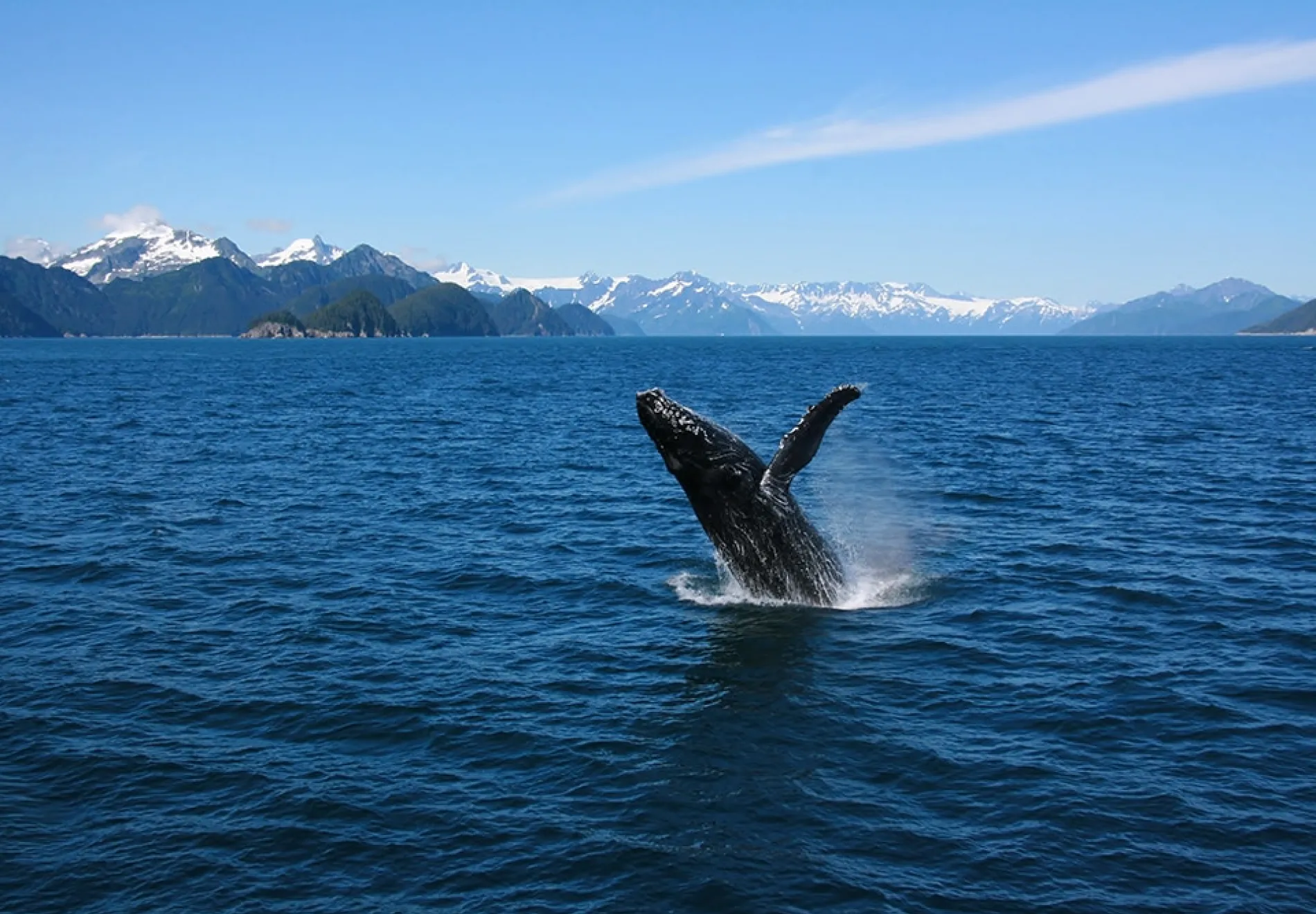 Humpback-breaching