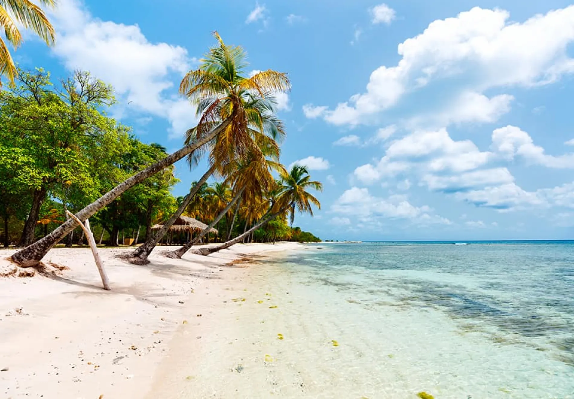 Idyllic-tropical-beach-with-white-sand-palm-trees-and-turquoise-Caribbean-sea-water-on-Mustique-island-in-St-Vincent-and-the-Grenadines-2