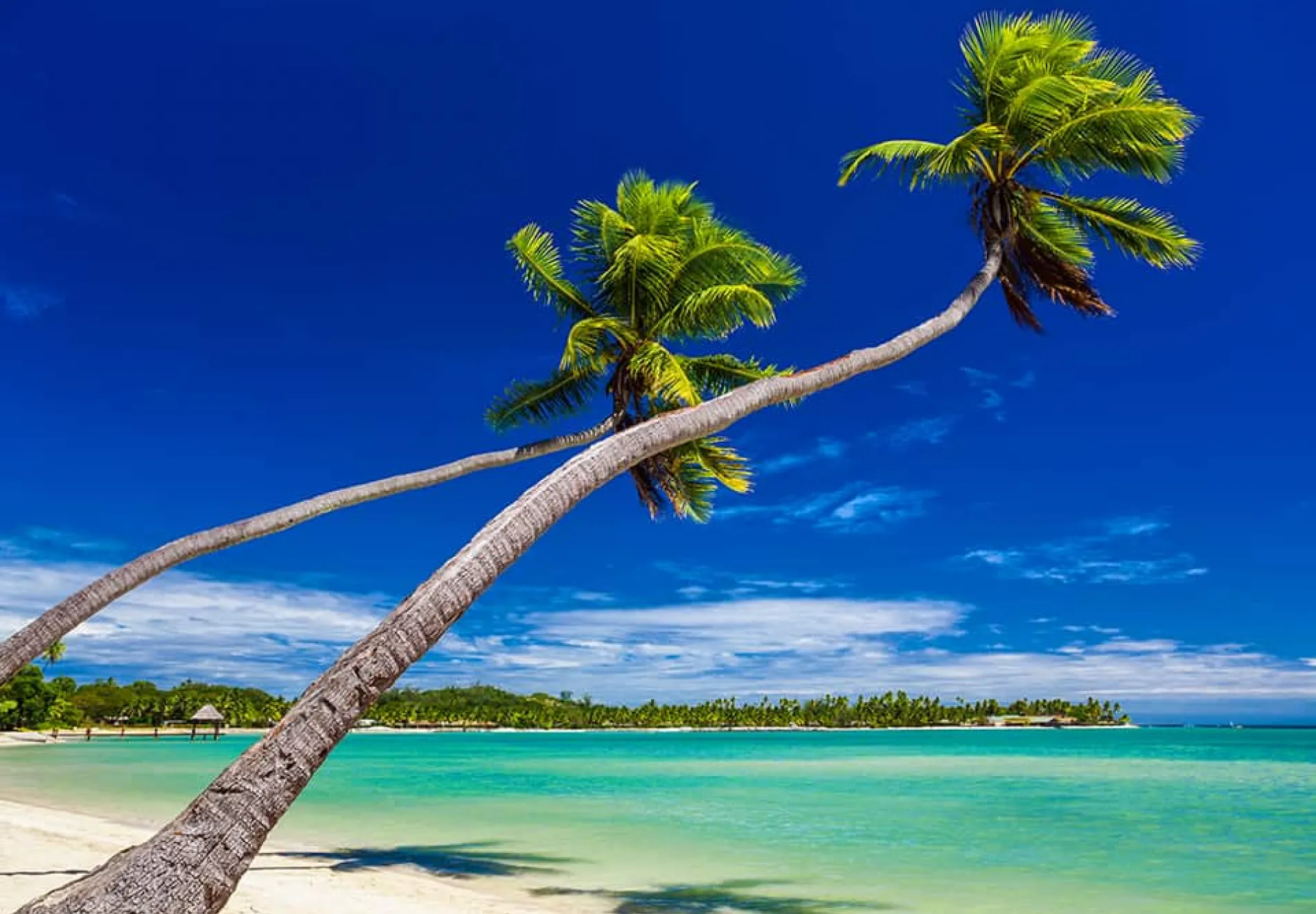 Palm-trees-hanging-over-stunning-lagoon-on-Fiji-Islands