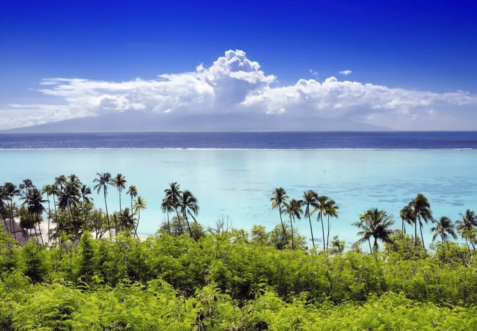 Palm-trees-on-tropical-beach-in-Moorea
