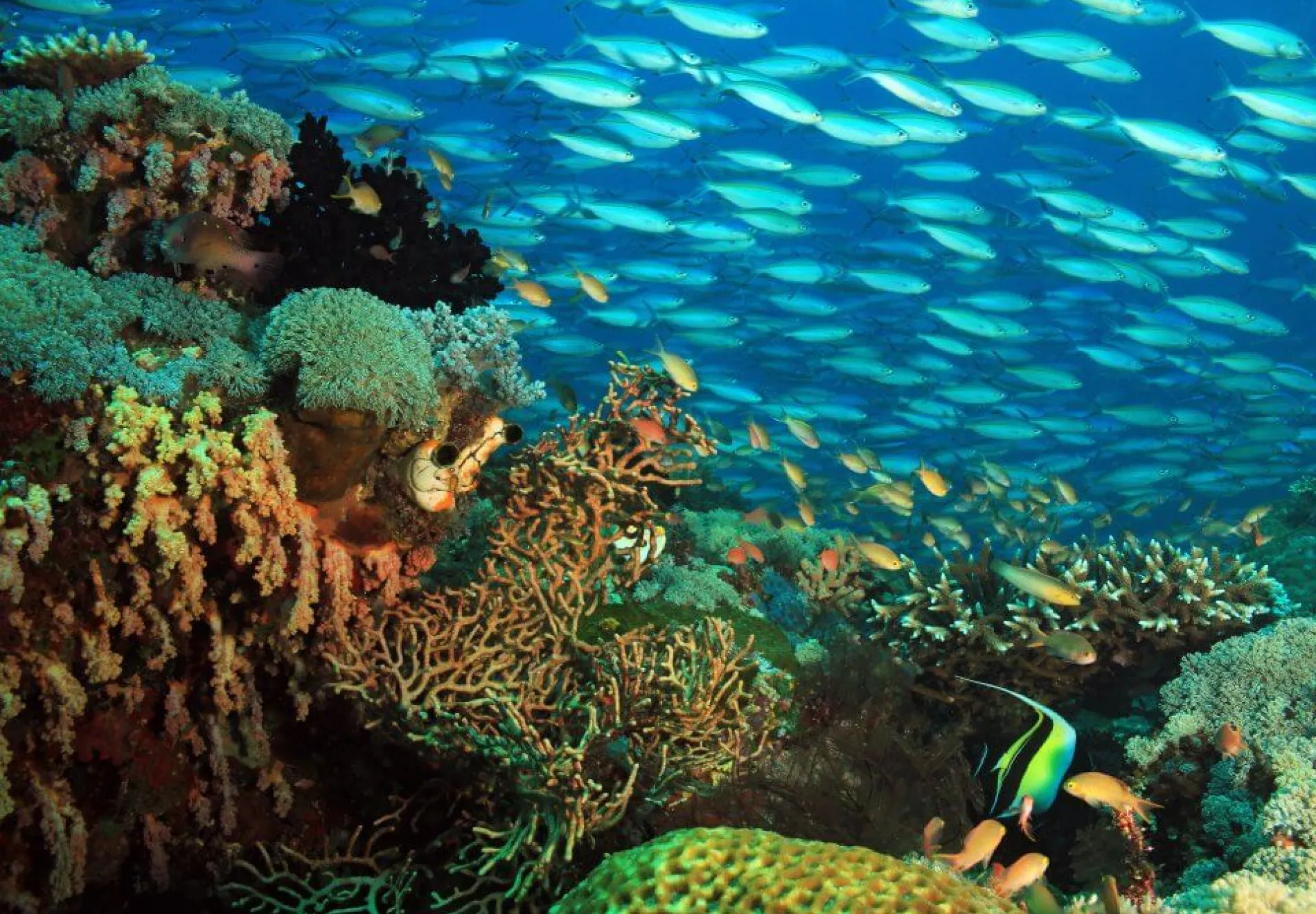 School-of-Fish-over-a-Coral-Reef