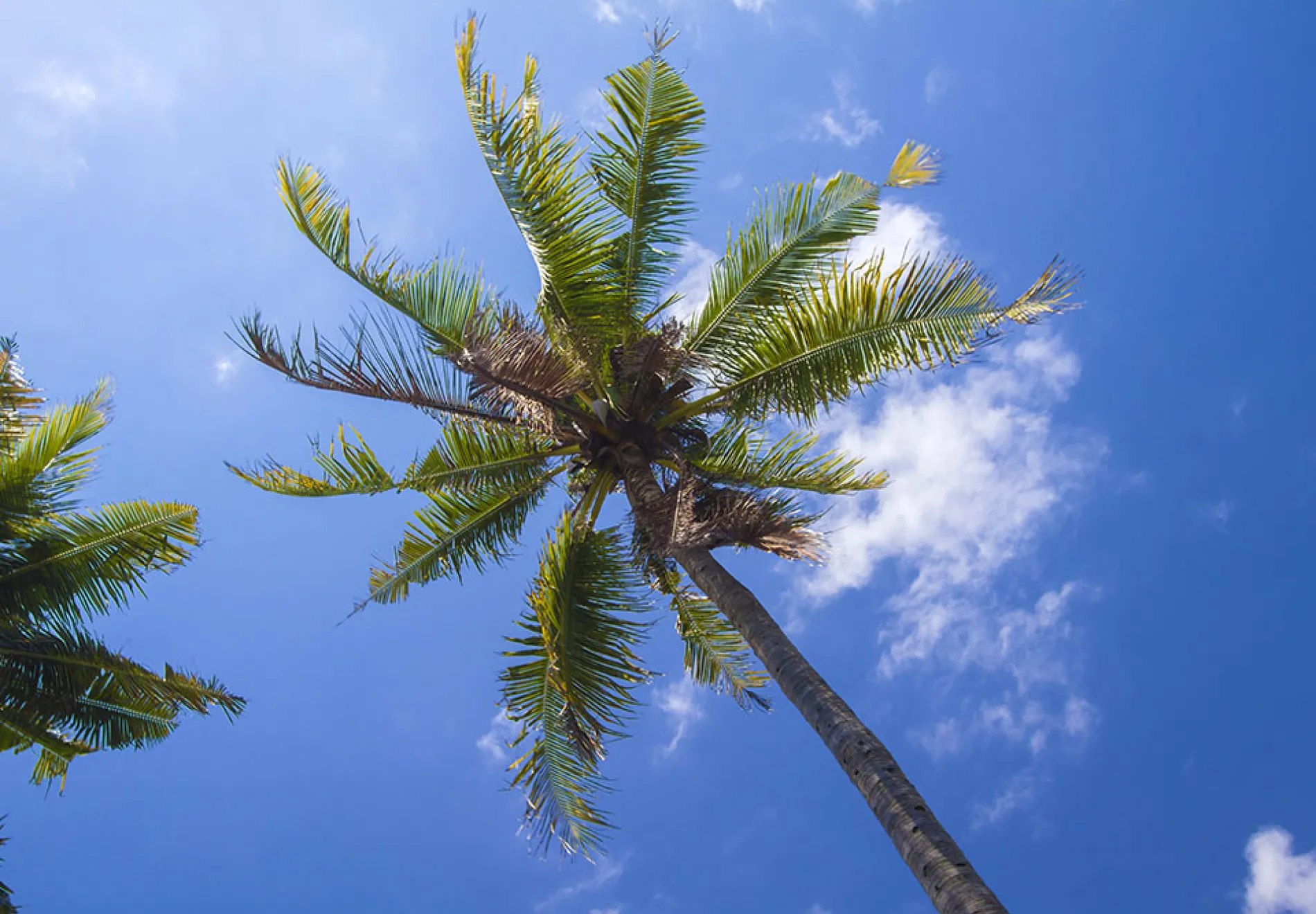 Tropical-palms