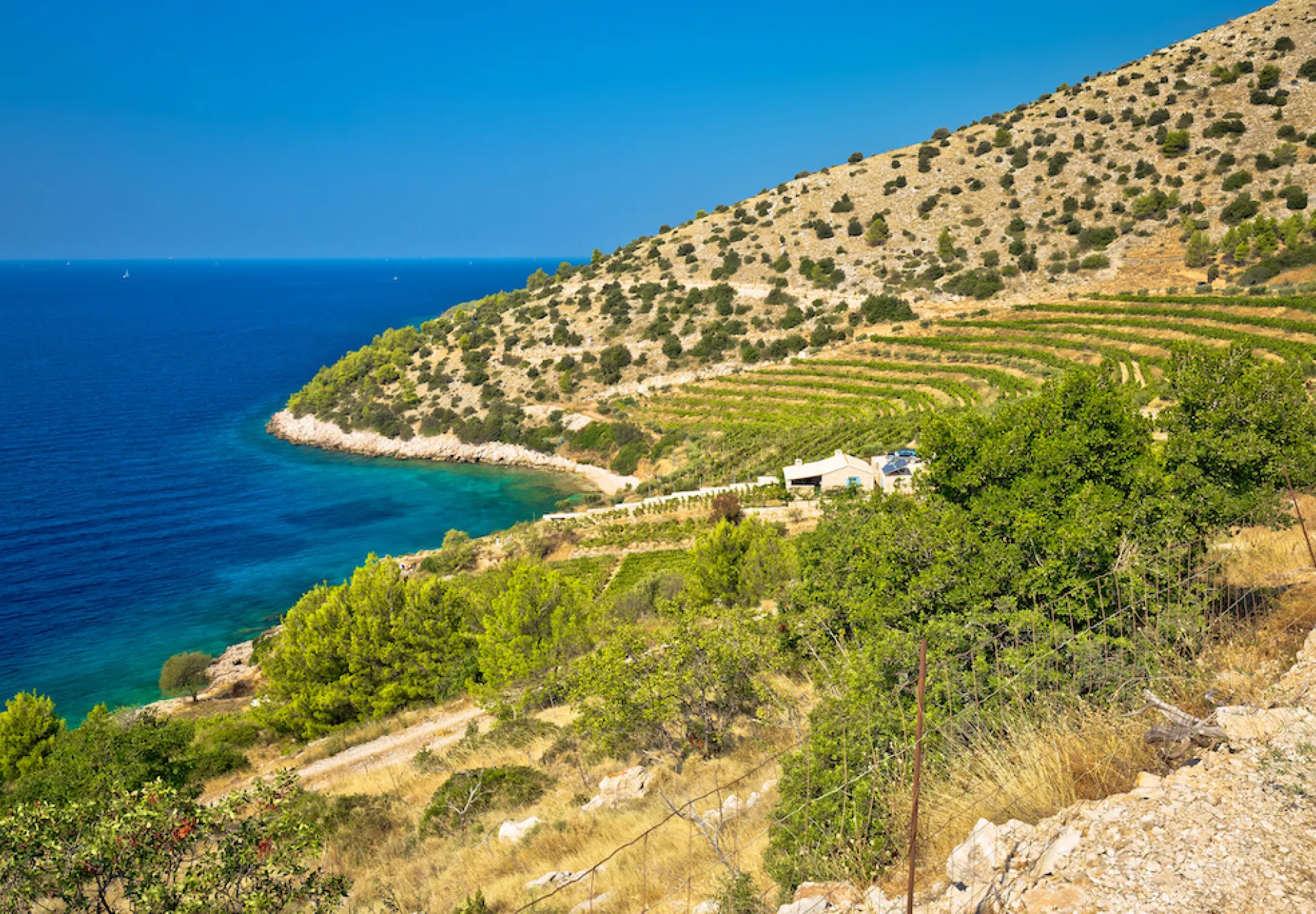 Vineyard and beach of Brac island coast Dalmatia Croa