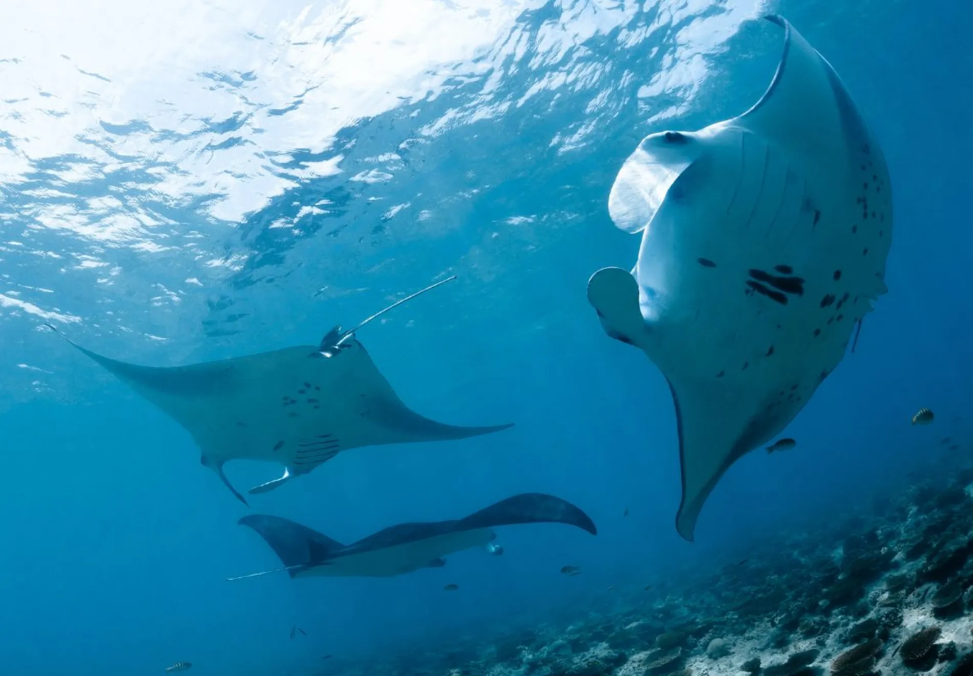 Manta Point dive, Maldives