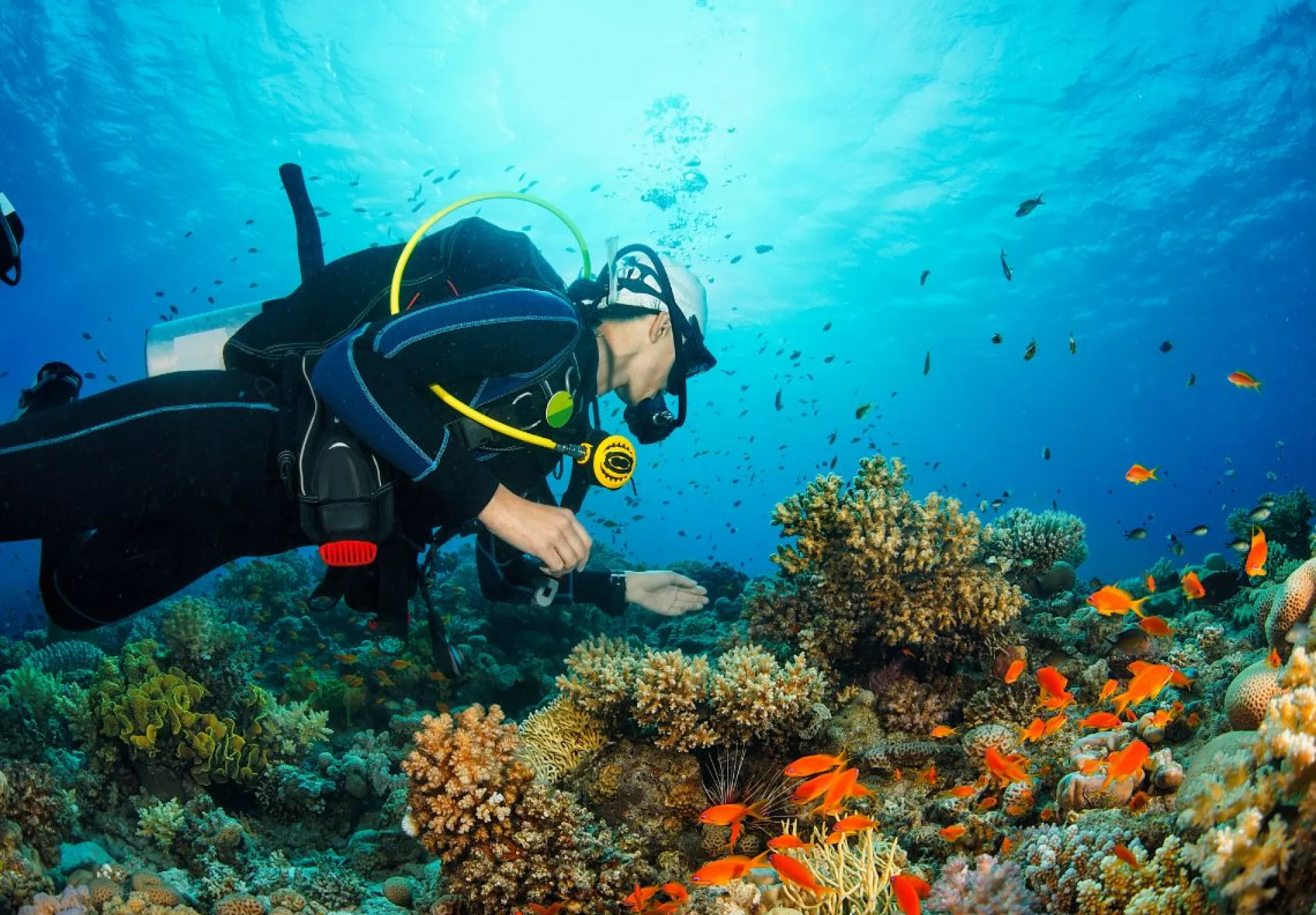 Fish head diving spot, Maldives