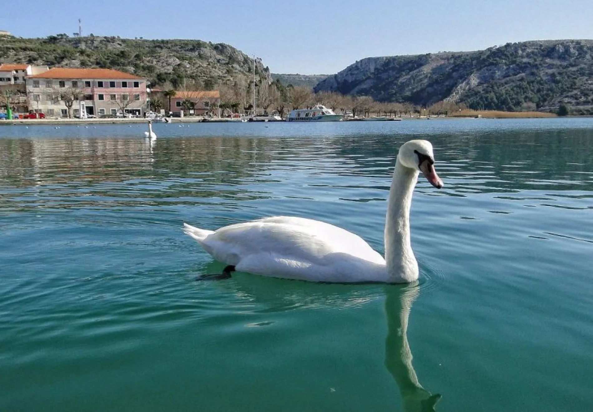 skradin-swan