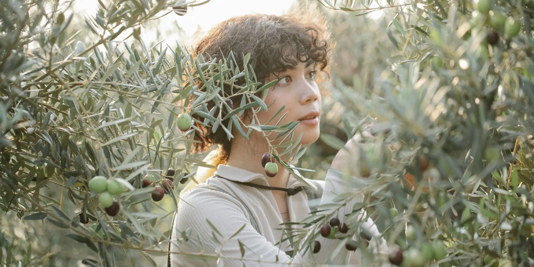 olive tour